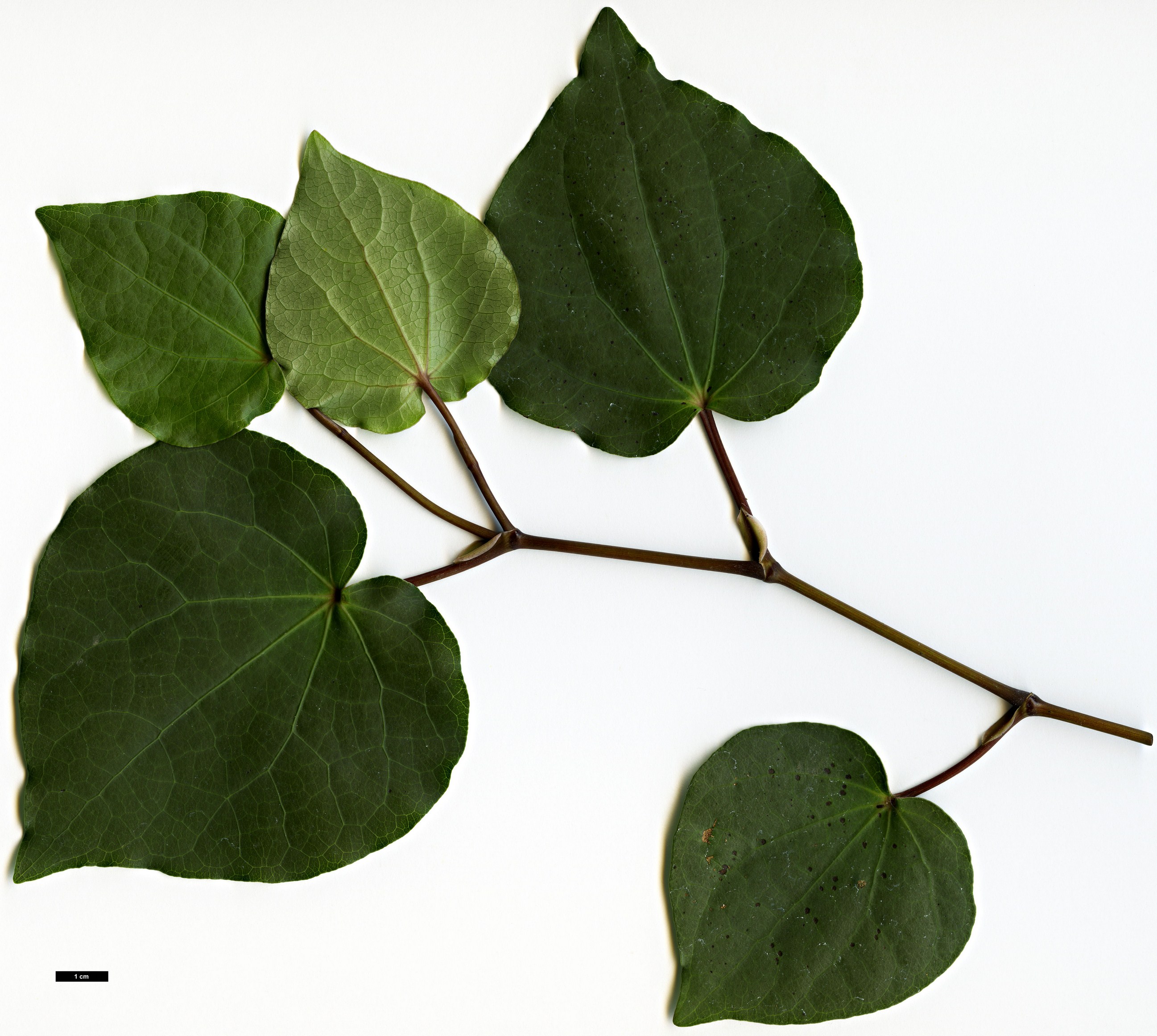 High resolution image: Family: Piperaceae - Genus: Macropiper - Taxon: excelsum High resolution image: Family: Piperaceae - Genus: Macropiper - Taxon: excelsum